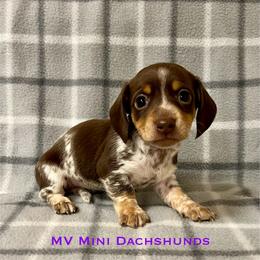 Prince - Piebald male Dachshund puppy in Carlsbad, Texas from MV Mini Dachshunds