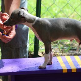 Boston Terrier and Italian Greyhound Puppies from 4Ever Boston Terriers & Italian Greyhounds