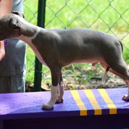 Boston Terrier and Italian Greyhound Puppies from 4Ever Boston Terriers & Italian Greyhounds