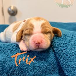 Trix - Orange and white female Brittany puppy in Prospect, Virginia from Sandridge Brittanys