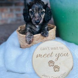 Ace - Brindle male Dachshund puppy in Pensacola, Florida from Jen's Doxie Den