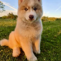 Pomsky and Siberian Husky Puppies from A-Dream Pomsky Kennel