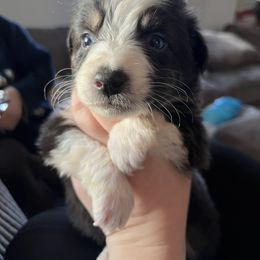Ron - Black & white male Australian Shepherd puppy in Nicktown, Pennsylvania from Moss Crick Australian Shepherds