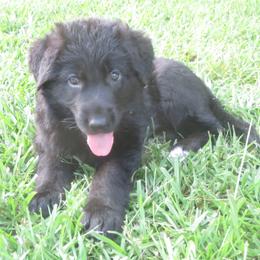Pink Collar Female - Black female German Shepherd puppy in Luthersville, Georgia from V Diamondburg Kennels