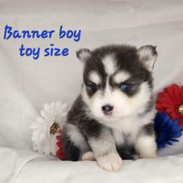 Banner boy - Blue male Pomsky puppy in Isanti, Minnesota from Magnum Pomskies