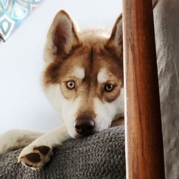 Meeka 🩷 - Red and white female Siberian Husky puppy in Fairborn, Ohio from Haven of Free Spirits