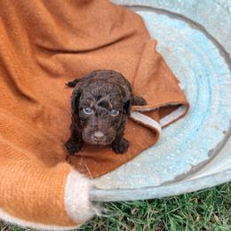Waylon - Brown and white male Aussiedoodle puppy in Tryon, North Carolina from Melrose Mountain Farm