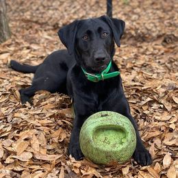 Labrador Retrievers from Folklore Canine L.L.C