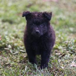 Loysville - Black male Mudi puppy in Gatlinburg, Tennessee from Greenbrier
