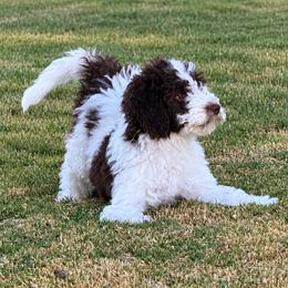 Biscuit - Brown and white male Sheepadoodle puppy in Inman, South Carolina from Mossy Doodles LLC