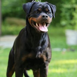 Rottweiler All Grown Up from Morris Rottweilers
