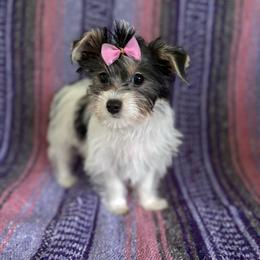 Sugar - Parti female Yorkshire Terrier puppy in Florence, Alabama from Yorkies of Forest Creek