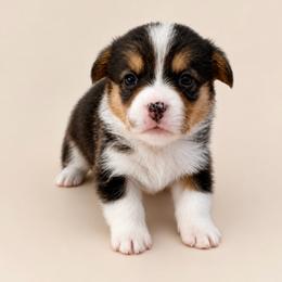 Monroe - White and black female Pembroke Welsh Corgi puppy in Riverside, California from Chases Dream Kennel