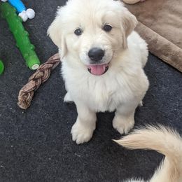 Golden Retriever Puppies from Sandy's Golden Pups