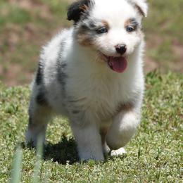 Blue Merle girl 1 - Blue merle female Australian Shepherd puppy in Chino Valley, Arizona from Cu2 Aussies
