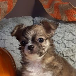 Chihuahua Puppies from Grace & Glory Chihuahuas
