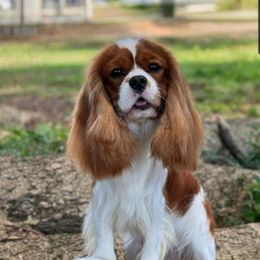 Freddie - Cavalier King Charles Spaniel