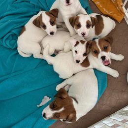 Russell Terrier Puppies from Geisler Russell Terriers & Miniature Dachshunds