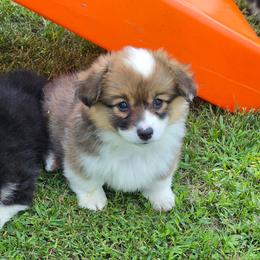 Acacia - Red female Pembroke Welsh Corgi puppy in Rensselaer, Indiana from Sharand MAS and Pembroke Welsh Corgis