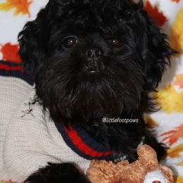 Prancer - Black and white Shih Tzu puppy in Texas from Little Foot Paws 🐾