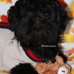 Prancer - Black and white Shih Tzu puppy in Texas from Little Foot Paws 🐾