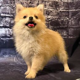 Pomeranian and Pomsky Puppies from Pom Pom Pomskies-TN
