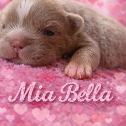 Mia Bella - Tricolors female French Bulldog puppy in Glendale, Arizona from Frenchiepuphub