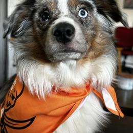 Miniature Australian Shepherd All Grown Up from Sun & Moon Aussies