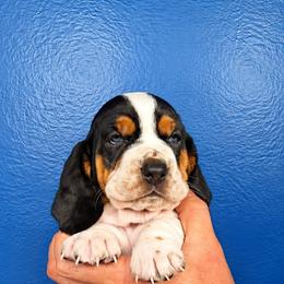 Jolene - Black brown and white female Basset Hound puppy in Bellaire, Ohio from Blessed Bassets
