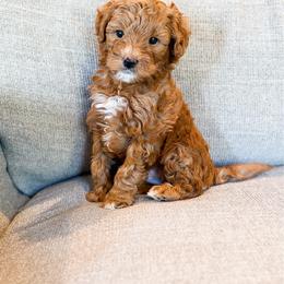 Boy 1 - Red  male Goldendoodle puppy in Sallisaw, Oklahoma from Huddle Puppies