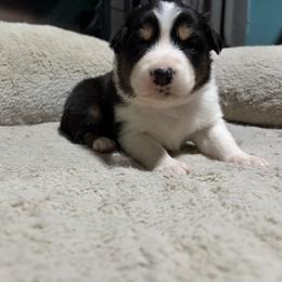 Susan - Black tri-color female Australian Shepherd puppy in Terryville, Connecticut from Spirited Aussies