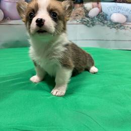 Doc - Red male Pembroke Welsh Corgi puppy in Barstow, California from Caldwell’s Corgis of Southern California