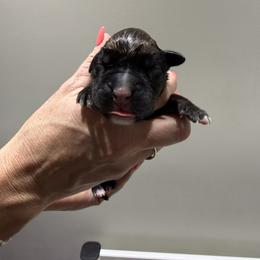 Female 6 (8) - Fawn female Boxer puppy in Jamesville, New York from Reynolds Homestead Boxers