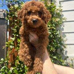 Lucky - Red male Cavapoo puppy in Springfield, Oregon from Teddy Bear Doodles