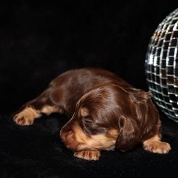 Chocolate LH F - Chocolate and cream female Dachshund puppy in Coldwater, Mississippi from Mississippi Shorties Miniature Dachshunds