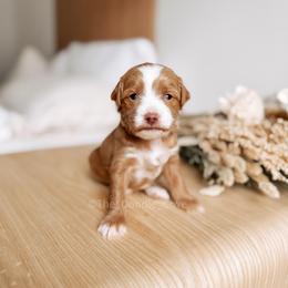 777 - Red  male Goldendoodle puppy in Syracuse, Indiana from The Doodle Cove