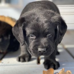 Labrador Retriever Puppies from Castle Hills Labradors