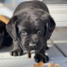Labrador Retriever Puppies from Castle Hills Labradors