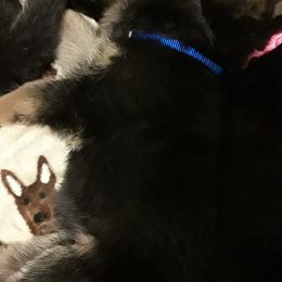 German Shepherd Puppies from Von Jo-Rielle Kennel