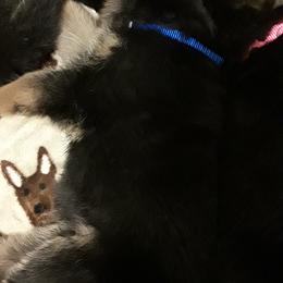 German Shepherd Puppies from Von Jo-Rielle Kennel