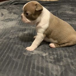 Boston Terrier, Companion Cross, and French Bulldog Puppies from High Plains French Bulldogs,Boston Terriers and Frenchtons.