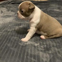 Boston Terrier, Companion Cross, and French Bulldog Puppies from High Plains French Bulldogs,Boston Terriers and Frenchtons.