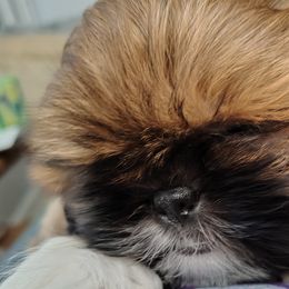 Maltese and Shih Tzus from Susan Wolan