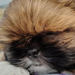 Maltese and Shih Tzus from Susan Wolan
