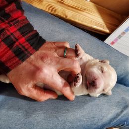 Golden Retriever Puppies from Hoekema Homestead Goldens