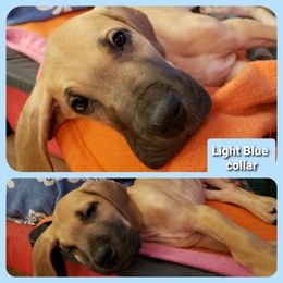 Great Dane Puppies from In The Ruff Great Danes
