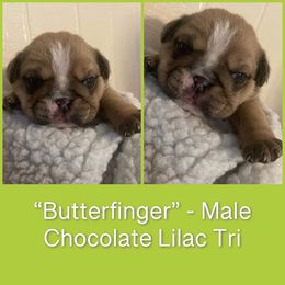 Bulldog Puppies from Sanford and Son Bulldogs