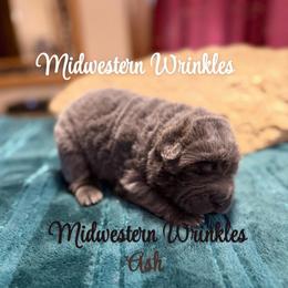 Stormy Ash - Blue female Chinese Shar-Pei puppy in Auburn, Kansas from Justin's Chinese Shar-Pei