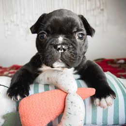 French Bulldog Puppies from Divine French Bulldogs
