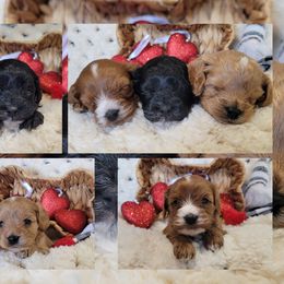 Aussiedoodle, Cavapoo, and Poodle Puppies from B&M Cottonwood Canines